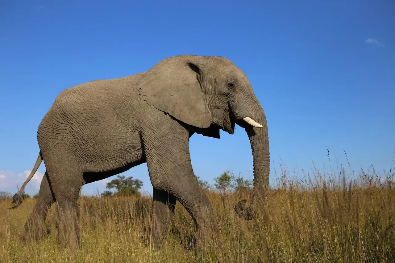 African Forest Elephant: Rainforest Engineer (Image Credits: Pixabay)