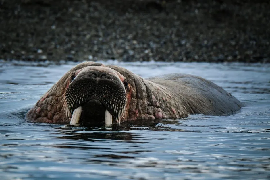 Narwhal: The Unicorn of the Sea (Image Credits: Pexels)