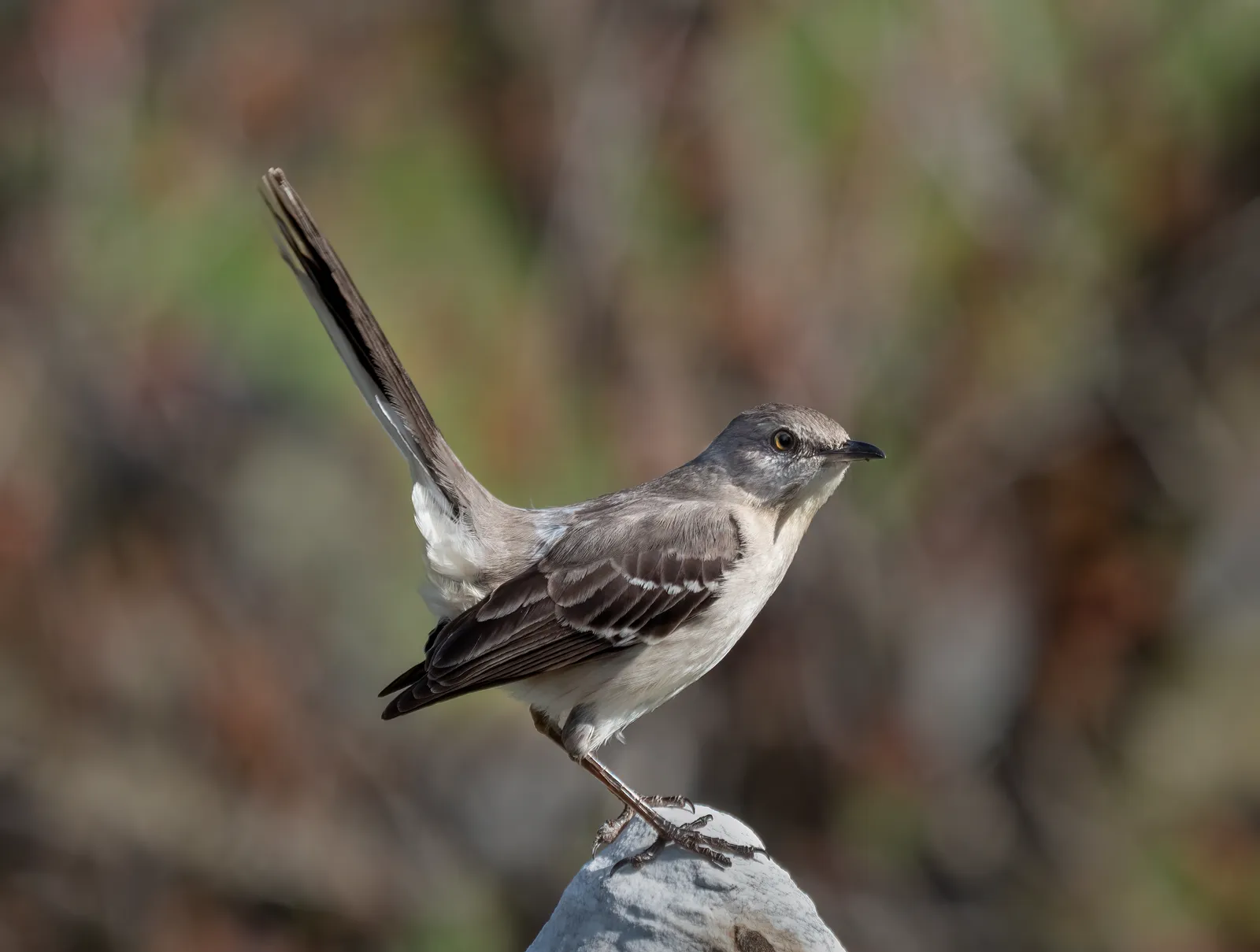 #3 Gemini: The Chatty Mockingbird (By Rhododendrites, CC BY-SA 4.0)