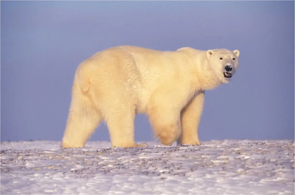 3. They Are Classified as Marine Mammals (Image Credits: Flickr)