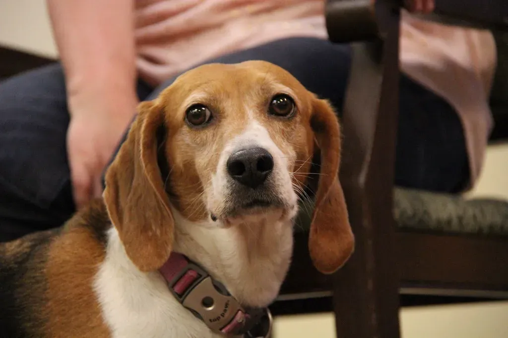 Final Thoughts: The Best-Kept Secret in Pet Adoption (Gamma Man, Flickr, CC BY 2.0)