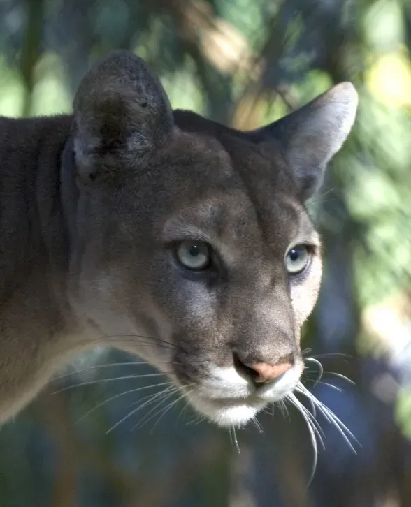 What Protecting Panthers Really Means for Florida (Image Credits: Wikimedia)