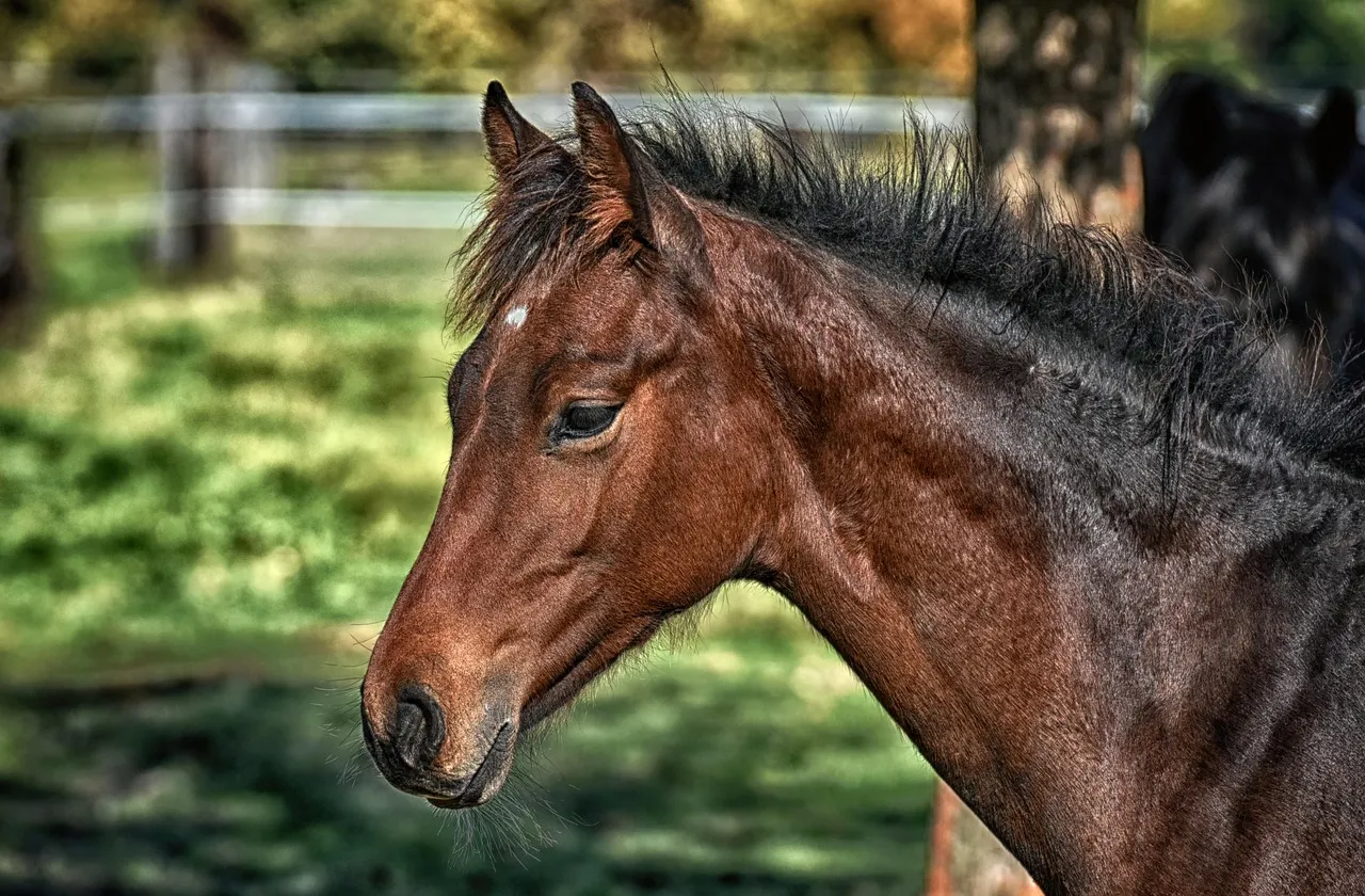 #8 - Dull Coat, Poor Hooves Or Odd Sweating Patterns (Image Credits: Pixabay)