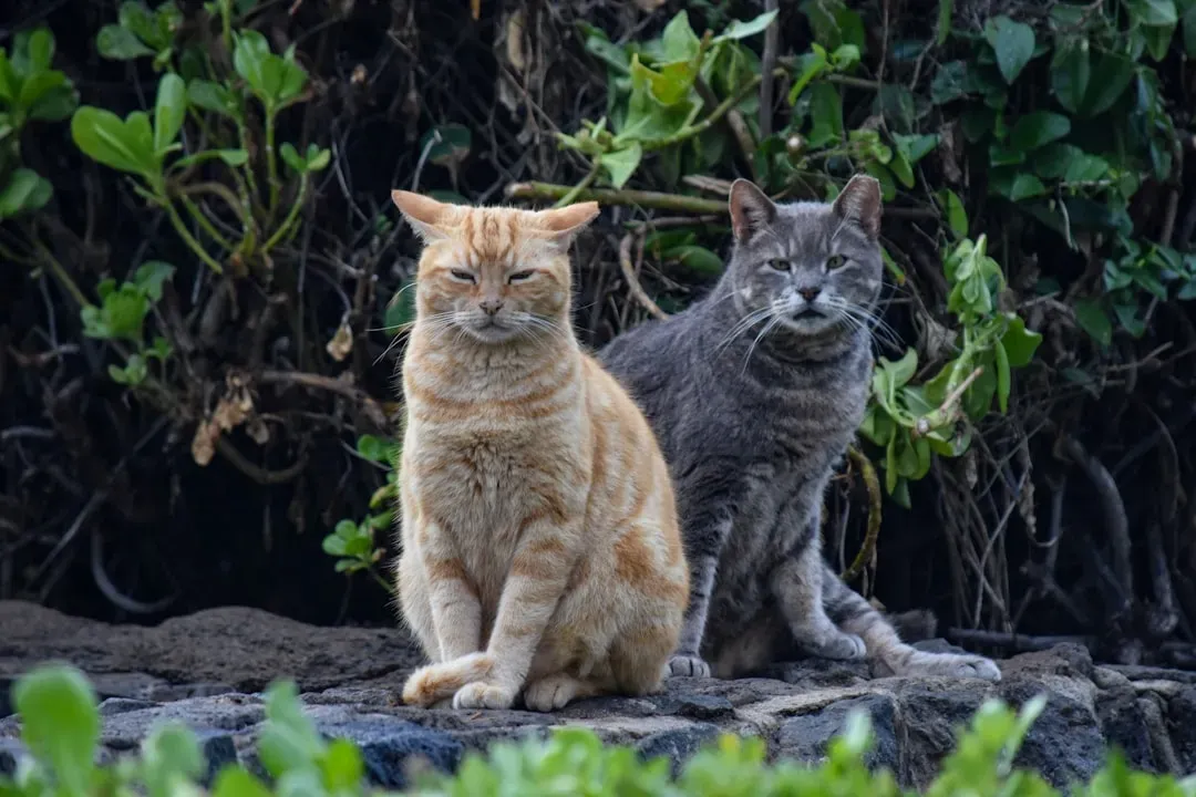 2. Cats (Image Credits: Unsplash)
