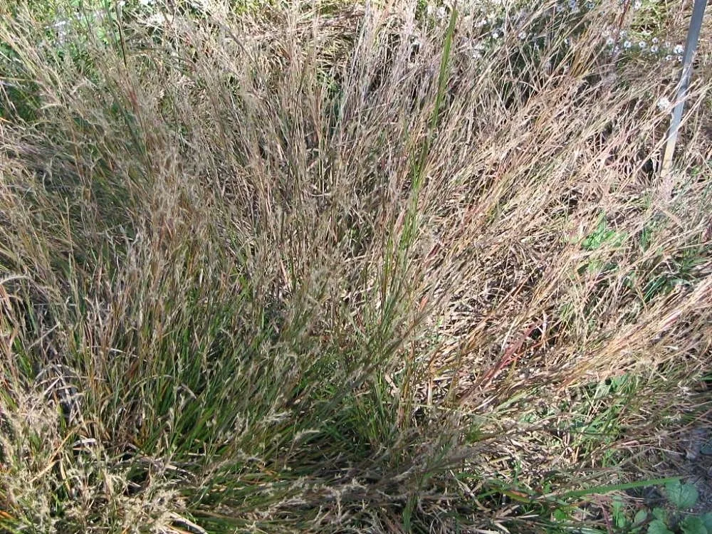 2. Little Bluestem (Schizachyrium scoparium): The Mini Meadow Workhorse (By Photo by David J. Stang, CC BY-SA 4.0)