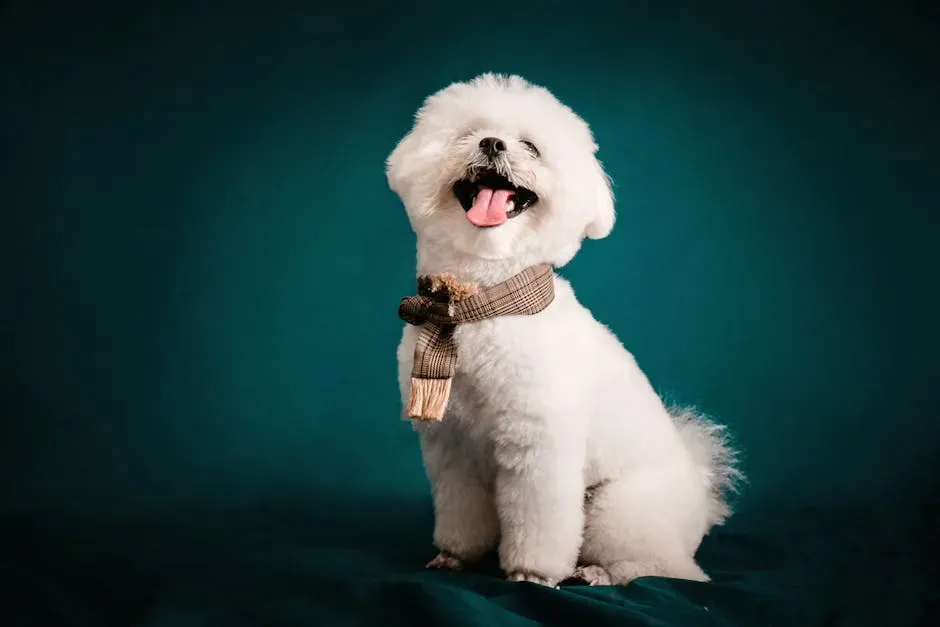 #5. Bichon Fris&eacute; (Image Credits: Pexels)