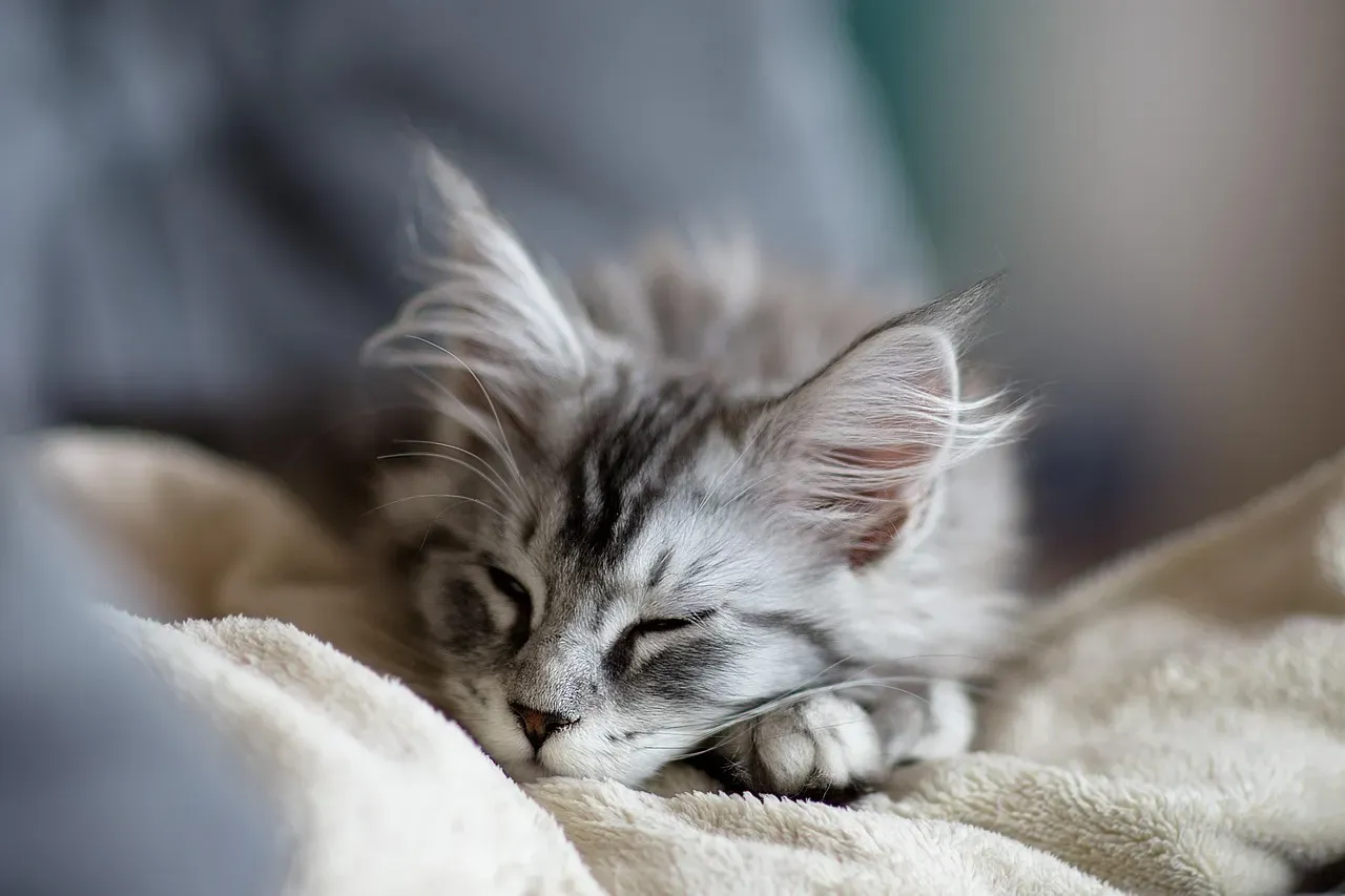 Leo: The Proud Companion (Image Credits: Pixabay)