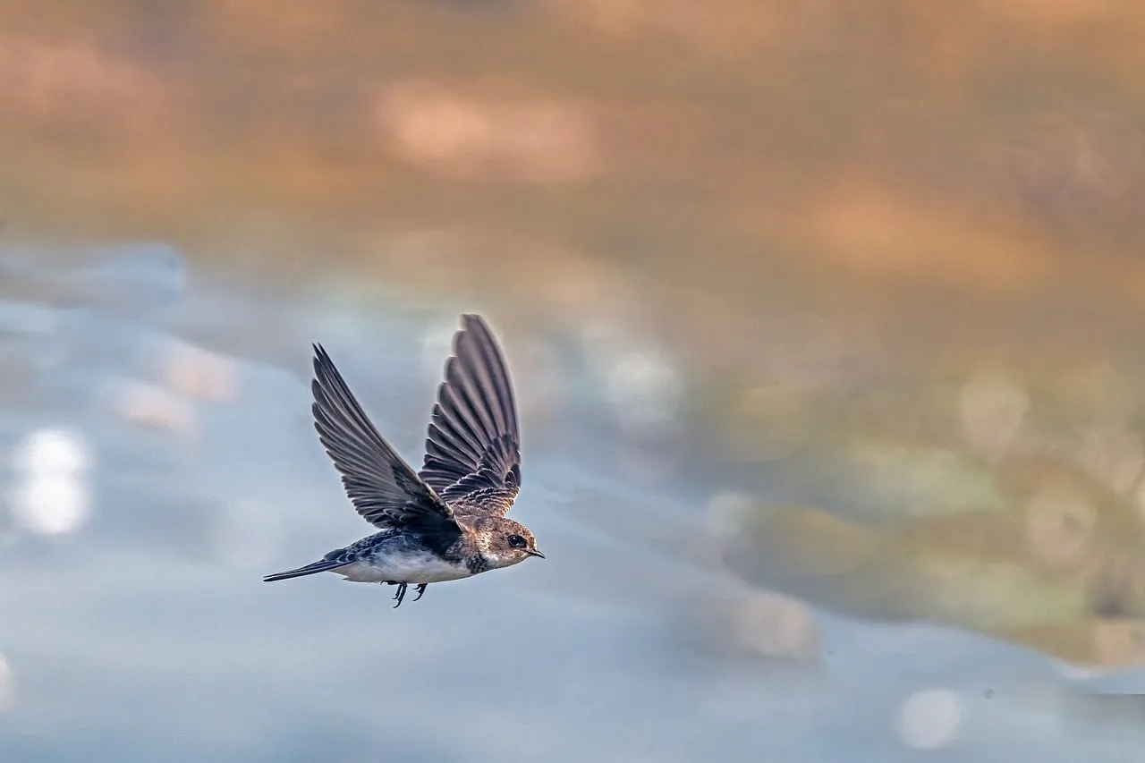 1. Common Swift: The Bird That Basically Lives in the Sky (Image Credits: Pixabay)