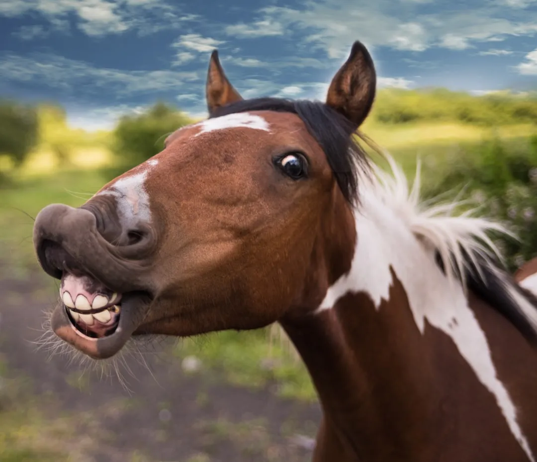 3. The Teeth Problem Hiding in Plain Sight (Image Credits: Unsplash)