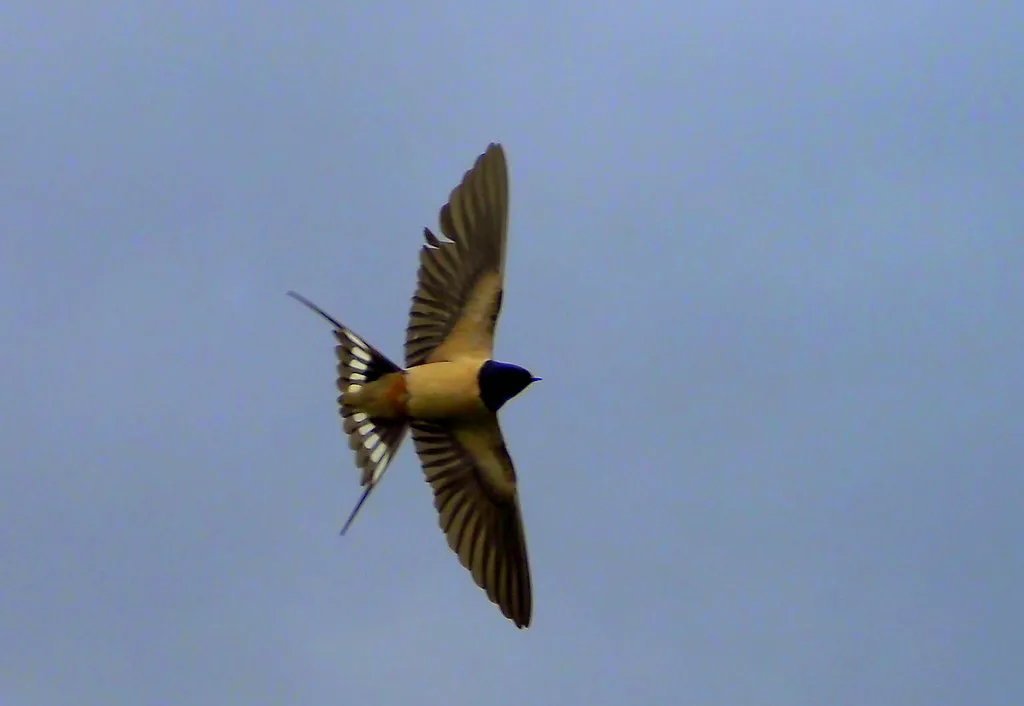 #15 - Barn Swallow (Many thanks for all your likes and comments. Great, Flickr, CC BY 2.0)