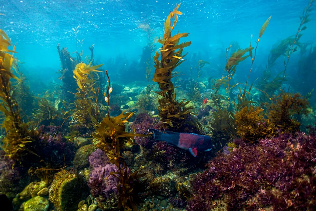 They Help Kelp Forests Lock Away Carbon and Steady the Coastline (Image Credits: Unsplash)