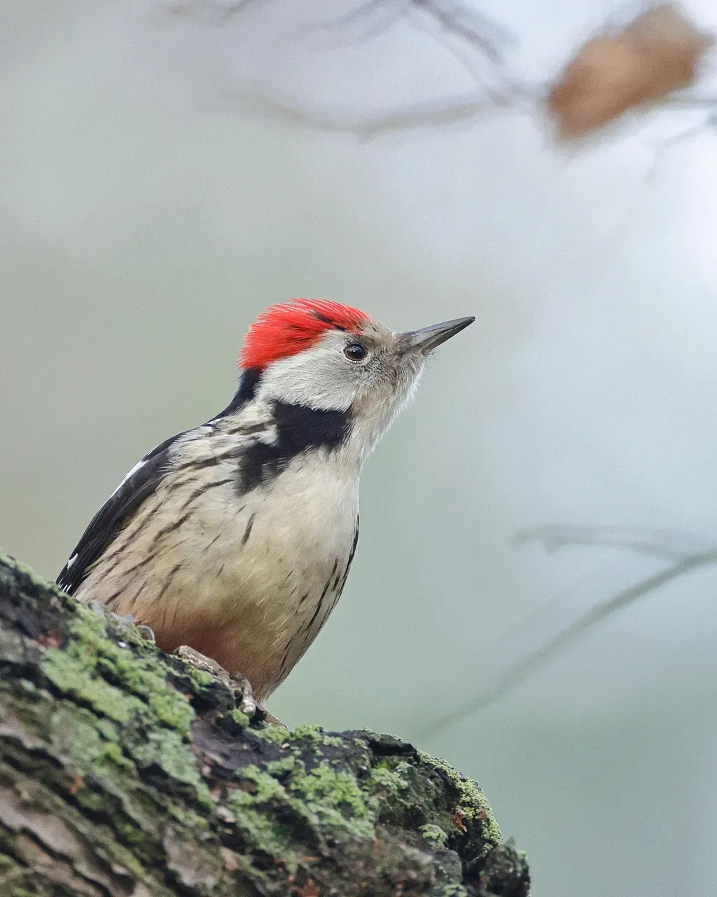 5. Red-Cockaded Woodpecker: Piney Woods Wardens (Image Credits: Pixabay)