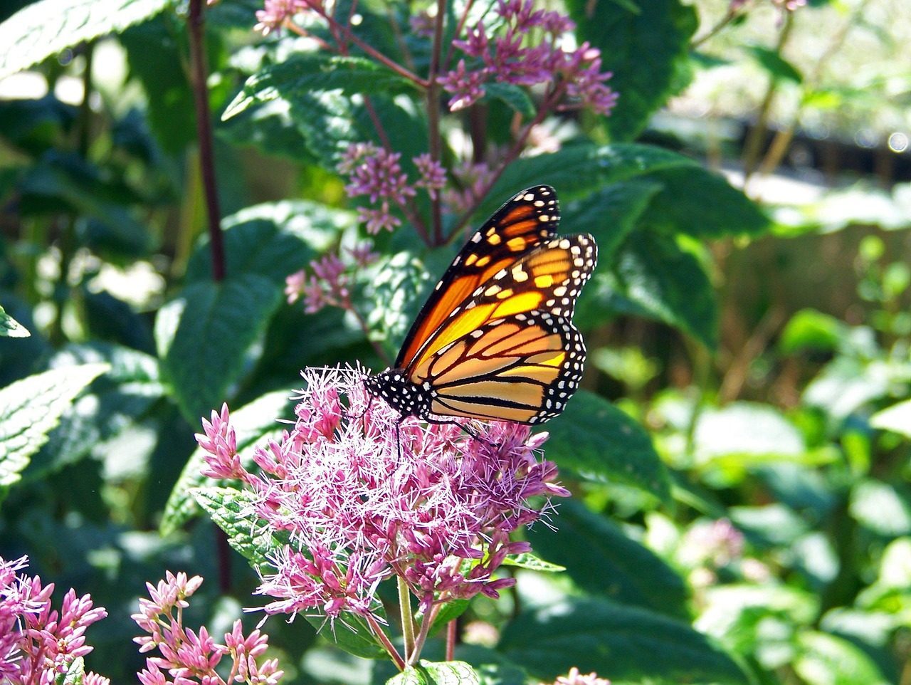 Monarch Butterflies: Multi-Generational Marvel (Image Credits: Pixabay)