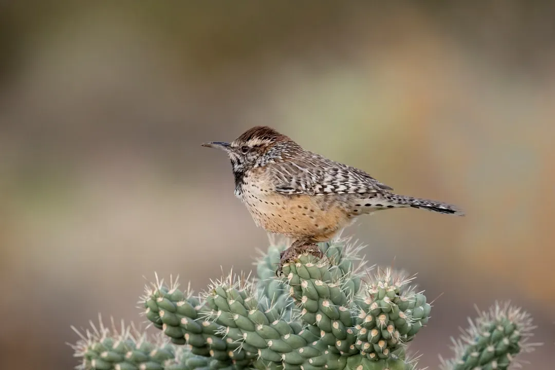 Cactus Wren: Arizona's Desert Scratcher (Image Credits: Unsplash)