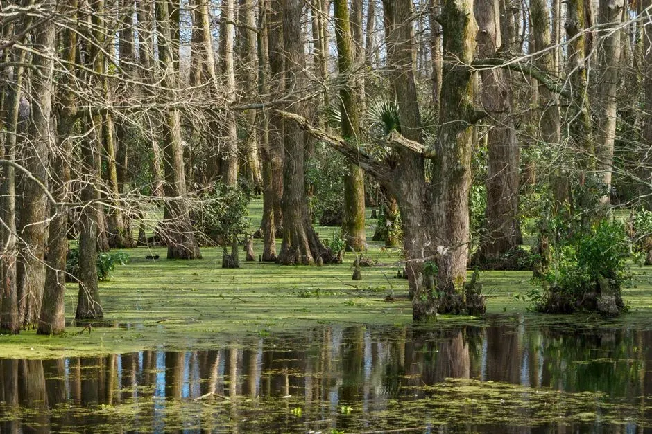 Okefenokee National Wildlife Refuge, Georgia: Land of the Trembling Earth (Image Credits: Pexels)
