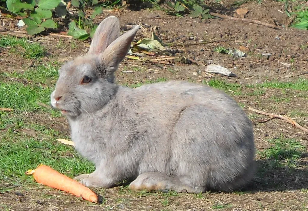 #11: Carrots Are Actually a Junk Food for Rabbits (www.metaphoricalplatypus.com, Flickr, CC BY 2.0)