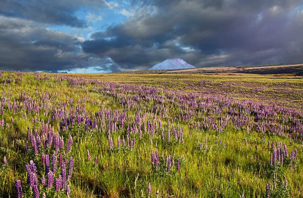 #6 - Native Salvia and Penstemon Rows for Continuous Nectar Highways (Image Credits: Flickr)