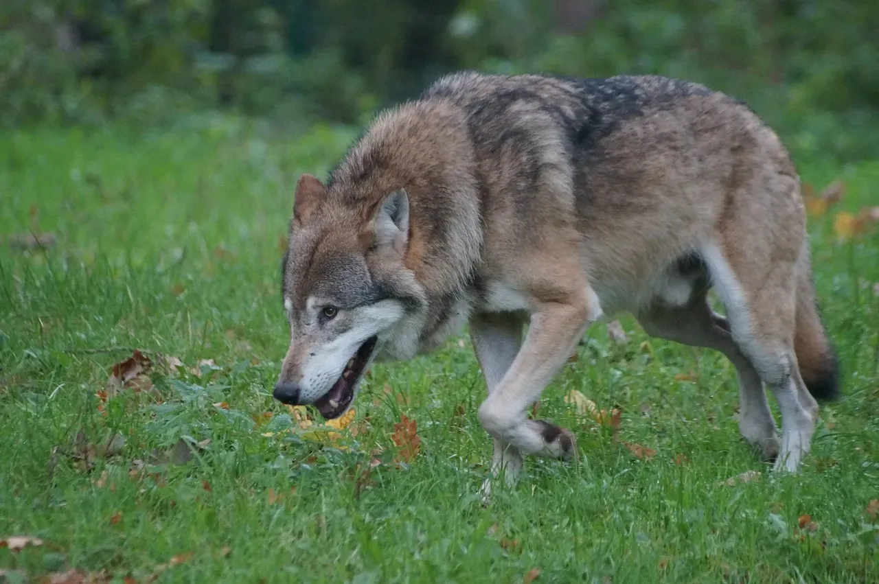 1. Red Wolf (Image Credits: Pixabay)