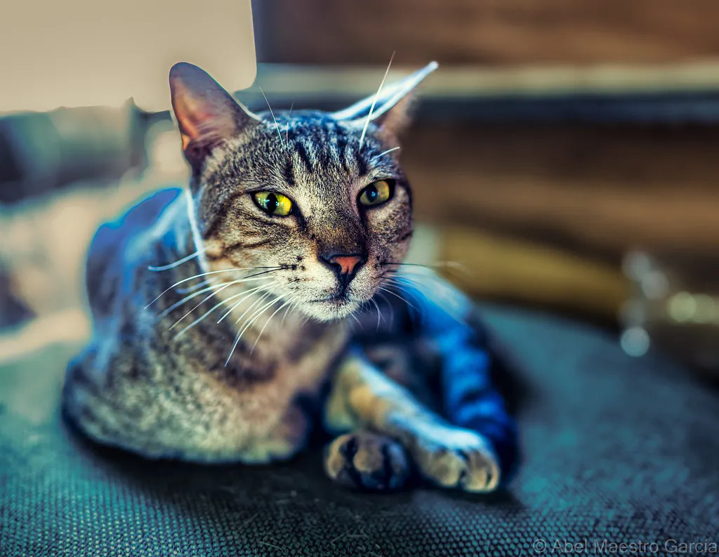 #2 - Their Eyes Look Softer, Not Duller (Image Credits: Flickr)