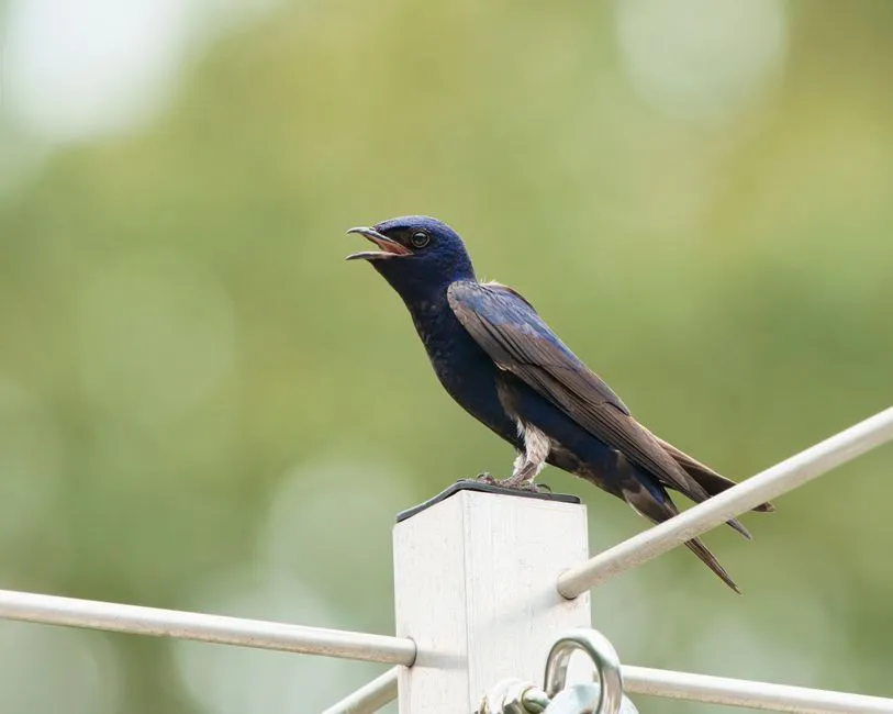 #5 - Purple Martins Depend on Fewer Human-Provided Houses (Image Credits: Pexels)