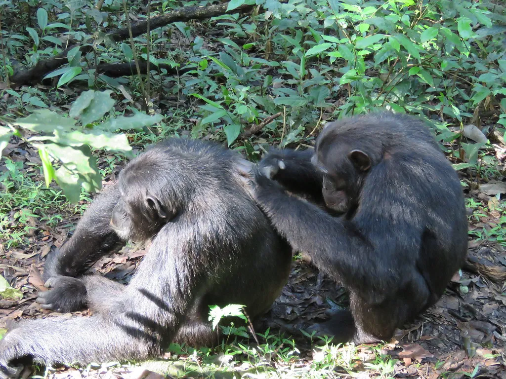 #5 Rank Shapes Who Grooms Whom, and Why (Venture Uganda Travel, Flickr, CC BY 2.0)