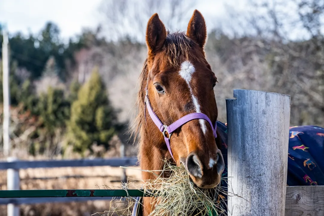 #3 - Sudden Picky Eating Or Slower Hay Time (Image Credits: Unsplash)