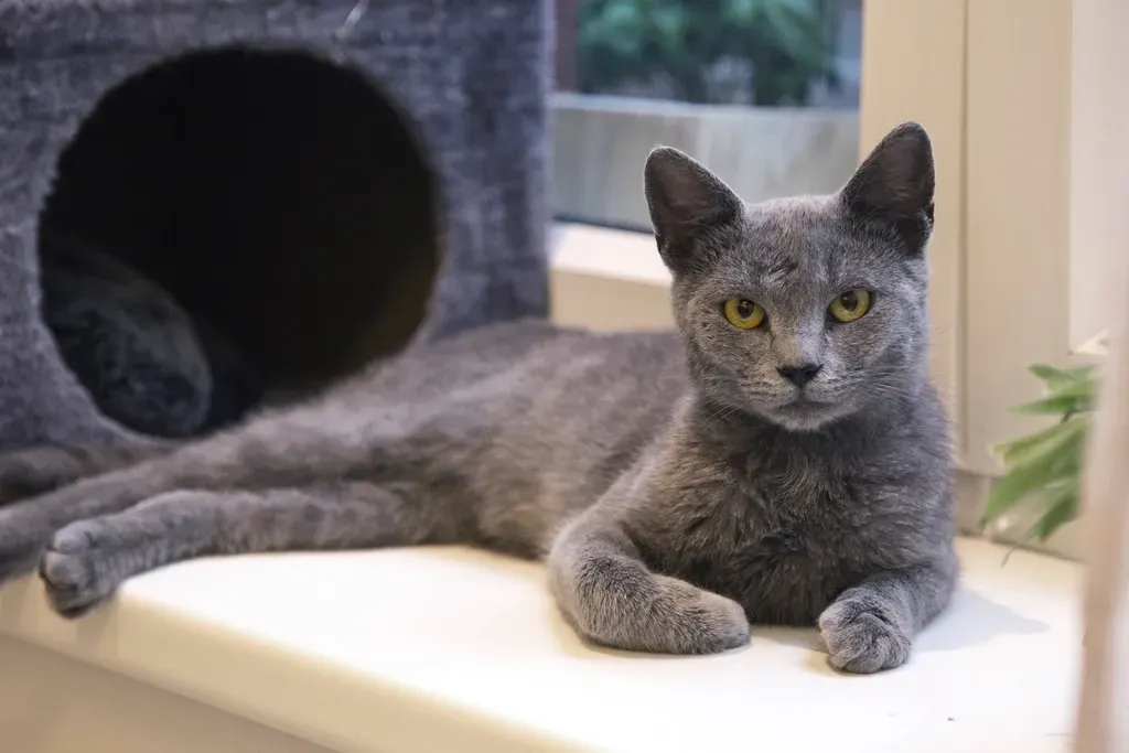 #3. Russian Blue (Image Credits: Rawpixel)