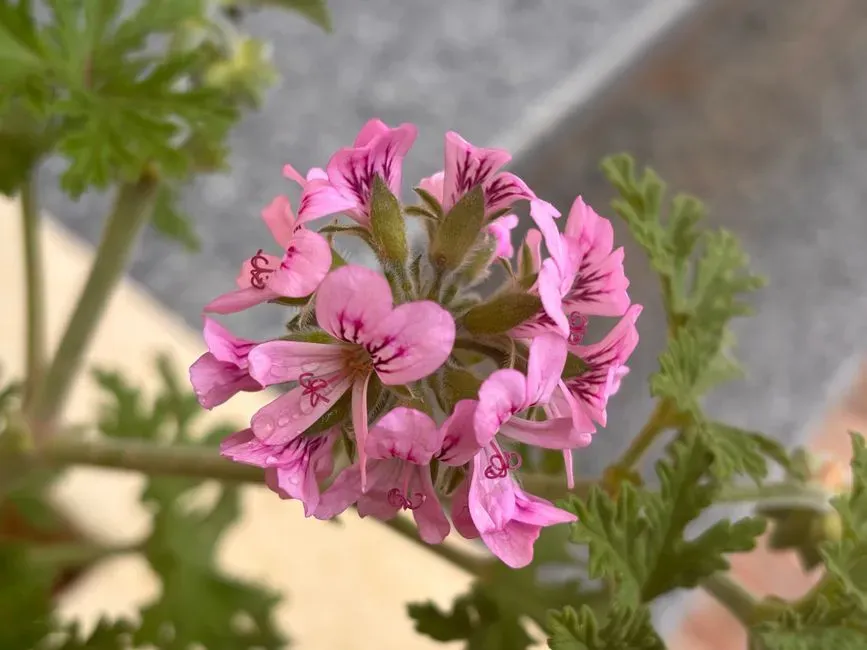 9. Use Scented Geraniums Near Doorways and Entrances (Image Credits: Pexels)