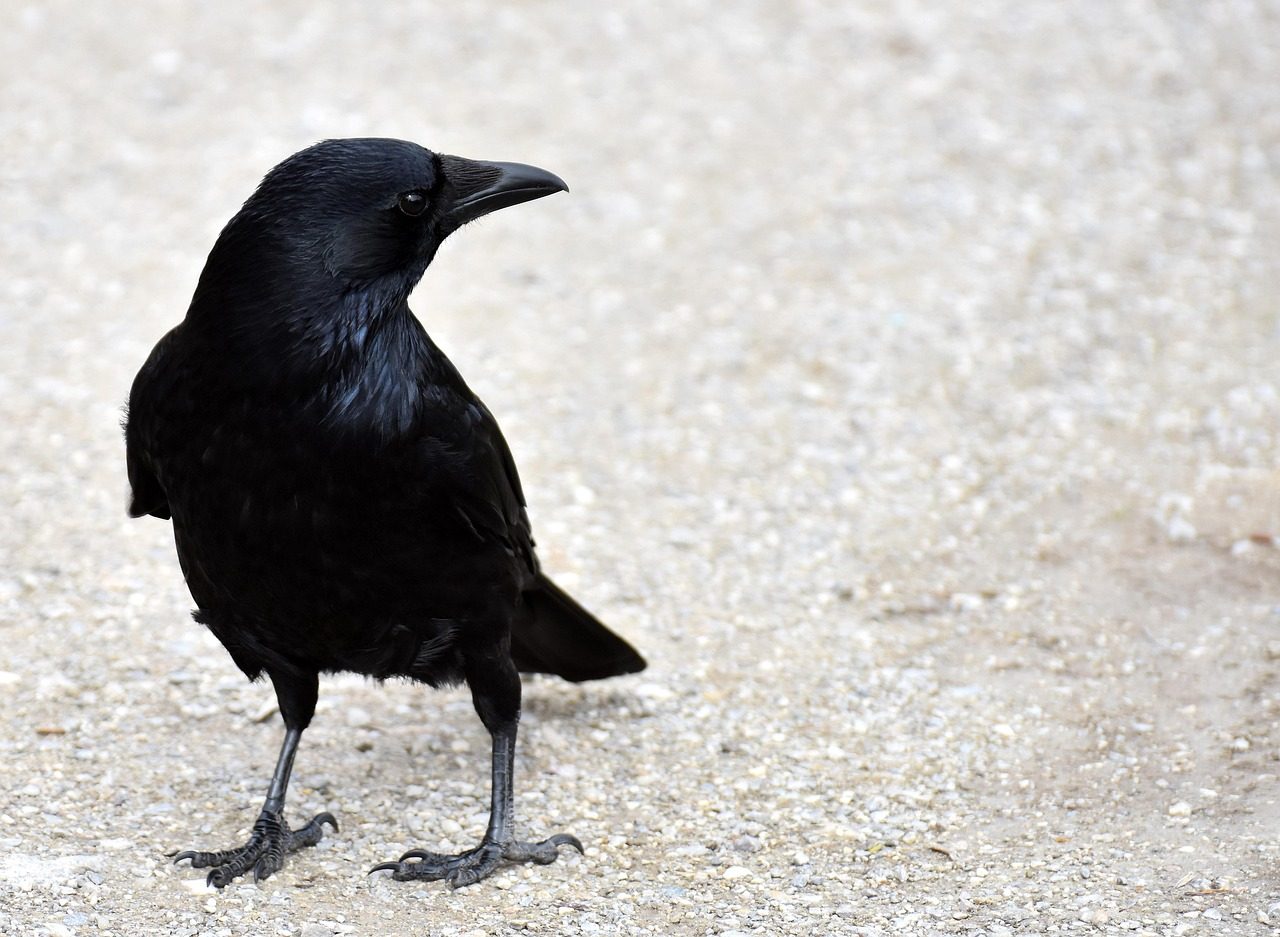 The Diplomatic Raven (September 22 - October 22) (Image Credits: Pixabay)