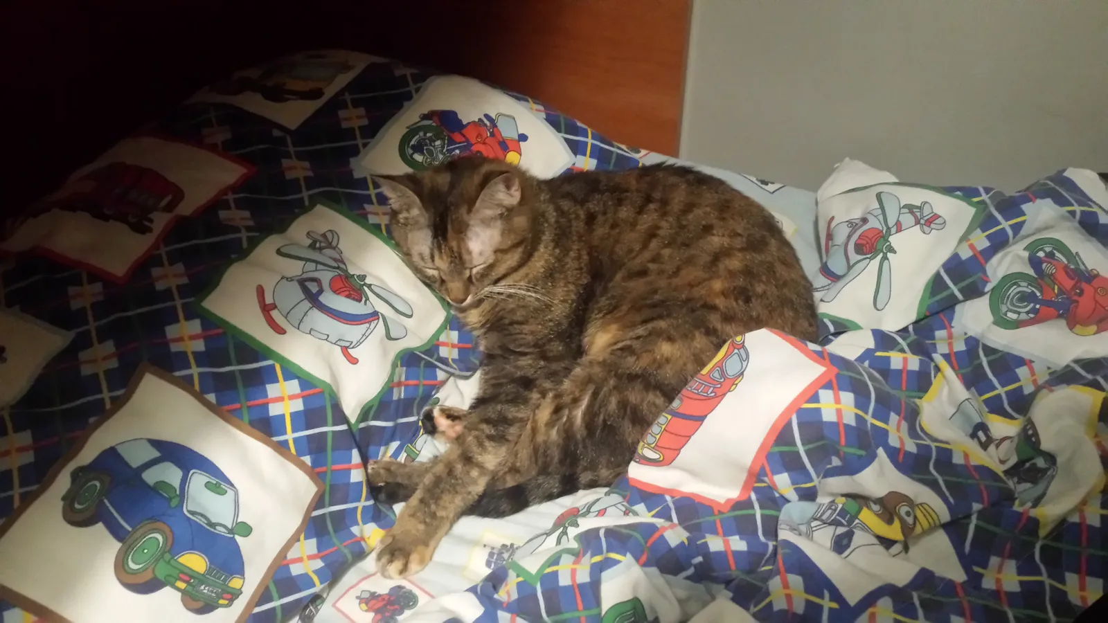 #2 - They Choose Your Bed Over Every Favorite Spot They Ever Had (By MisterDesgraciao, CC BY-SA 4.0)