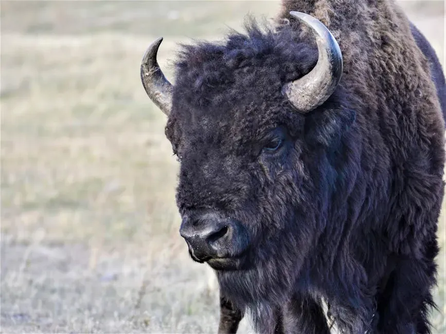 Every Part Used: The Buffalo as Total Provider (Image Credits: Pexels)
