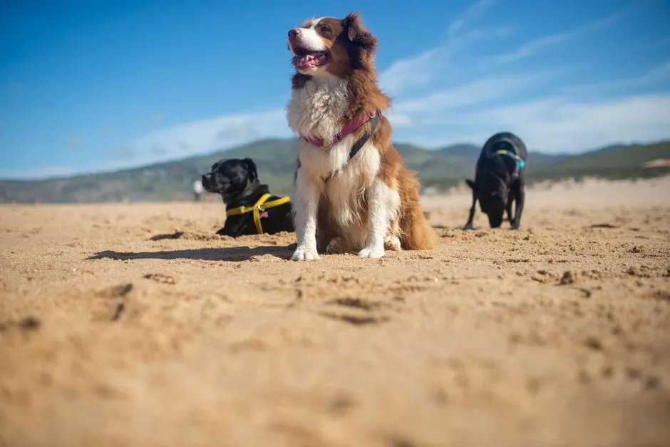 #13 - Sunburn Hits White-Coated Dogs Hardest (Image Credits: Pexels)