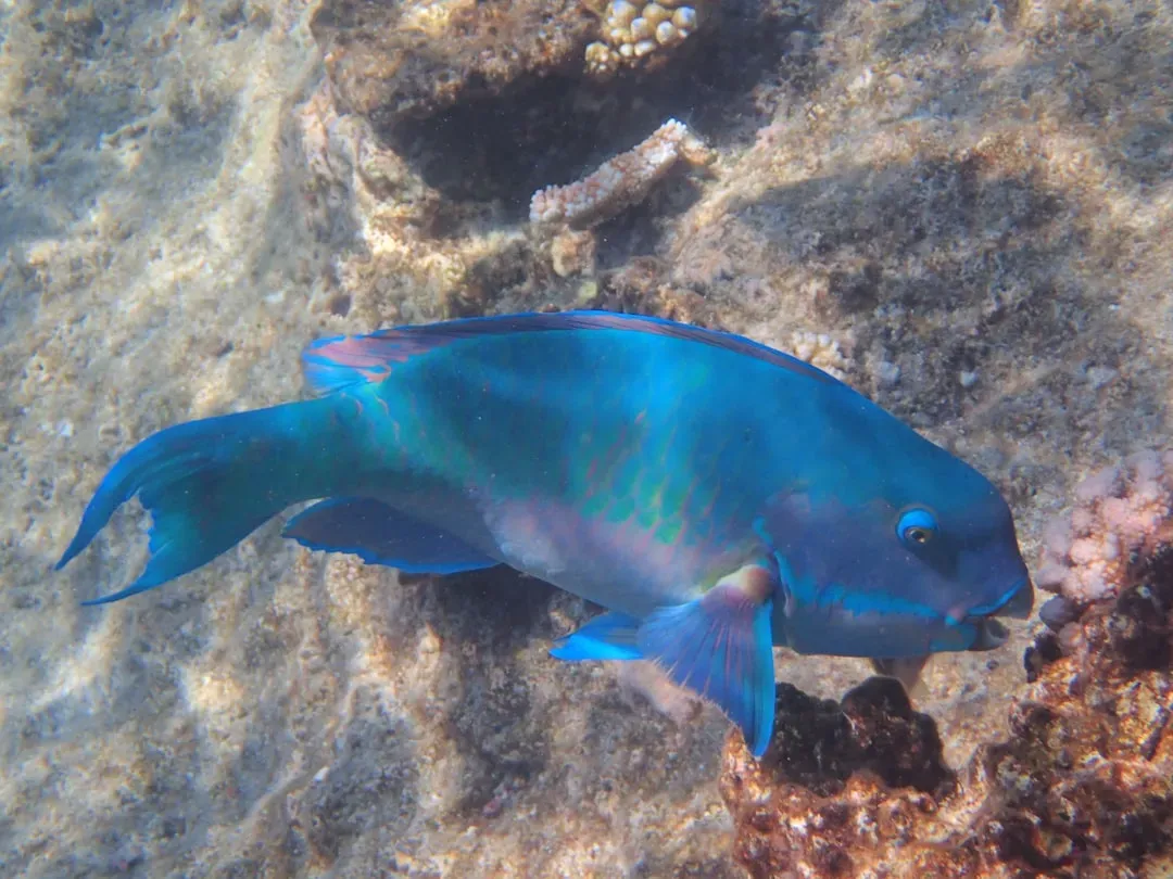 2. Parrotfish: Reef Architects With a Colorful Secret (Image Credits: Unsplash)
