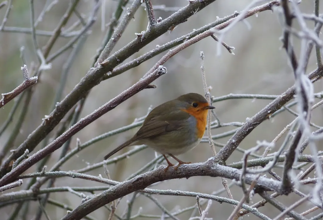 11. Protect and Diversify Hedges as Natural Bird Hotels (Image Credits: Unsplash)