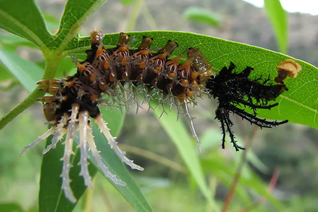 Hubbard's Silk Moth Caterpillar (Image Credits: Flickr)