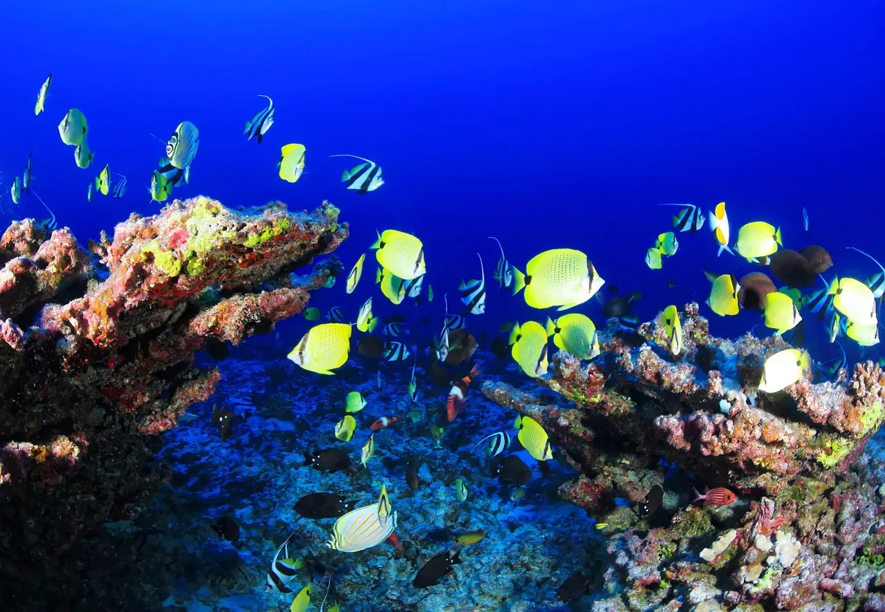 The Race to Discover - Before It Is Too Late (Image Credits: Pixabay)