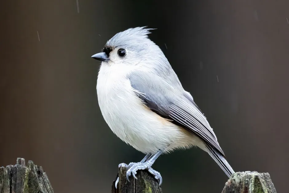 #10 - Tufted Titmouse: From Shy Forest Bird to Feeder Regular (Image Credits: Pexels)