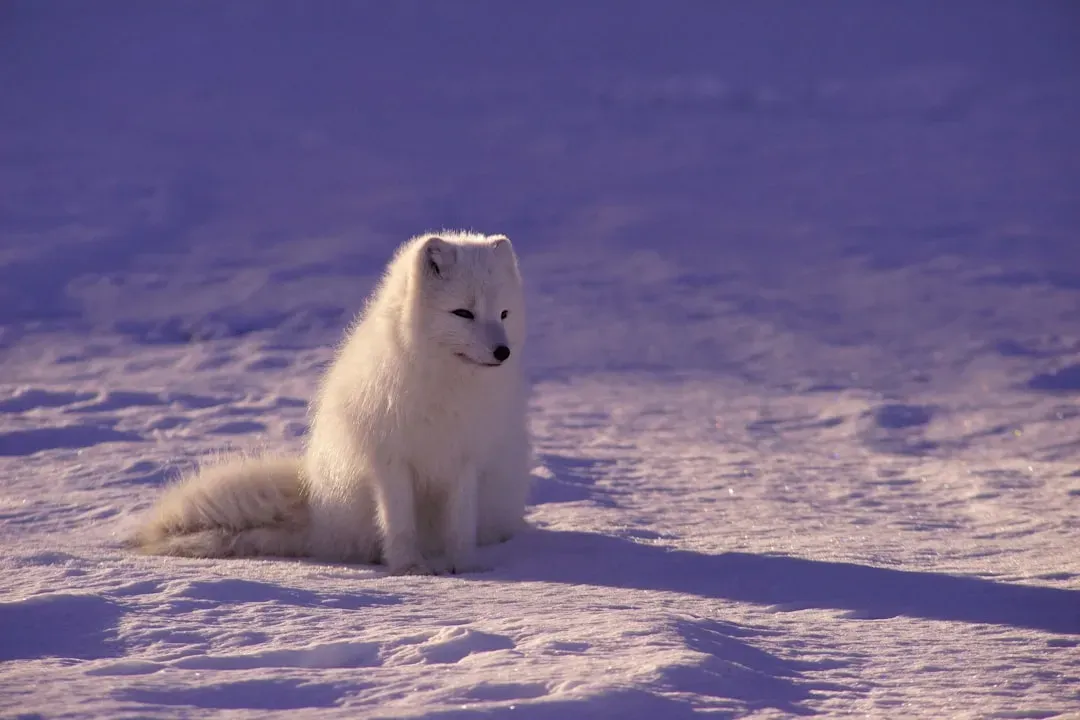 4. The Arctic Fox: The Slow Seasonal Switcher (Image Credits: Unsplash)