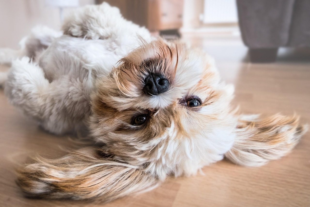 Rolling Over Can Signal Fear, Not Invitation for Belly Rubs (Image Credits: Pixabay)