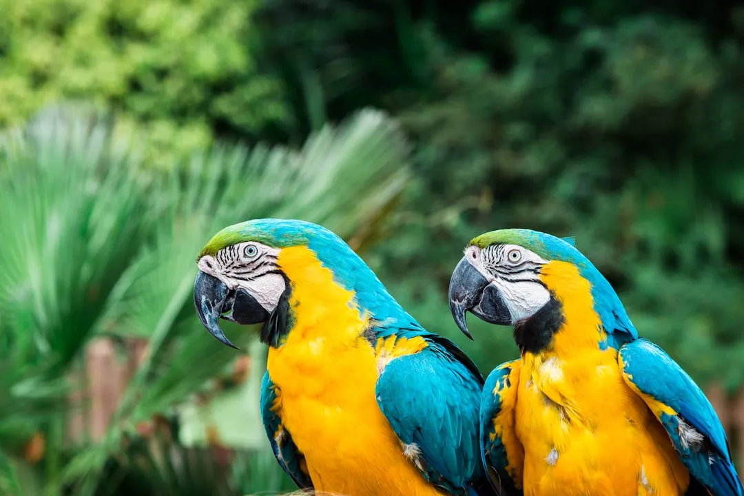 #1 - Rescued Macaws: The Ride-or-Die Parrot Partners (Image Credits: Unsplash)