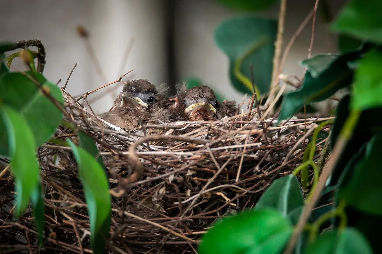 Summer: Nurturing the Next Generation (Image Credits: Pixabay)