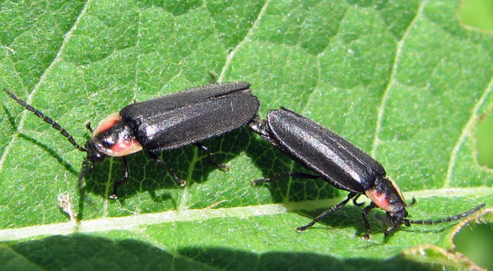 Nature's Most Sophisticated Dating App (Image Credits: Wikimedia)