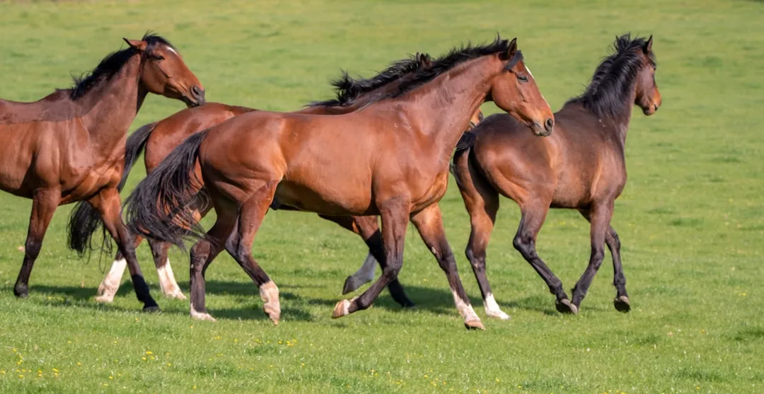 #11 - Social Behavior and Herd Position Shifts (Image Credits: Unsplash)