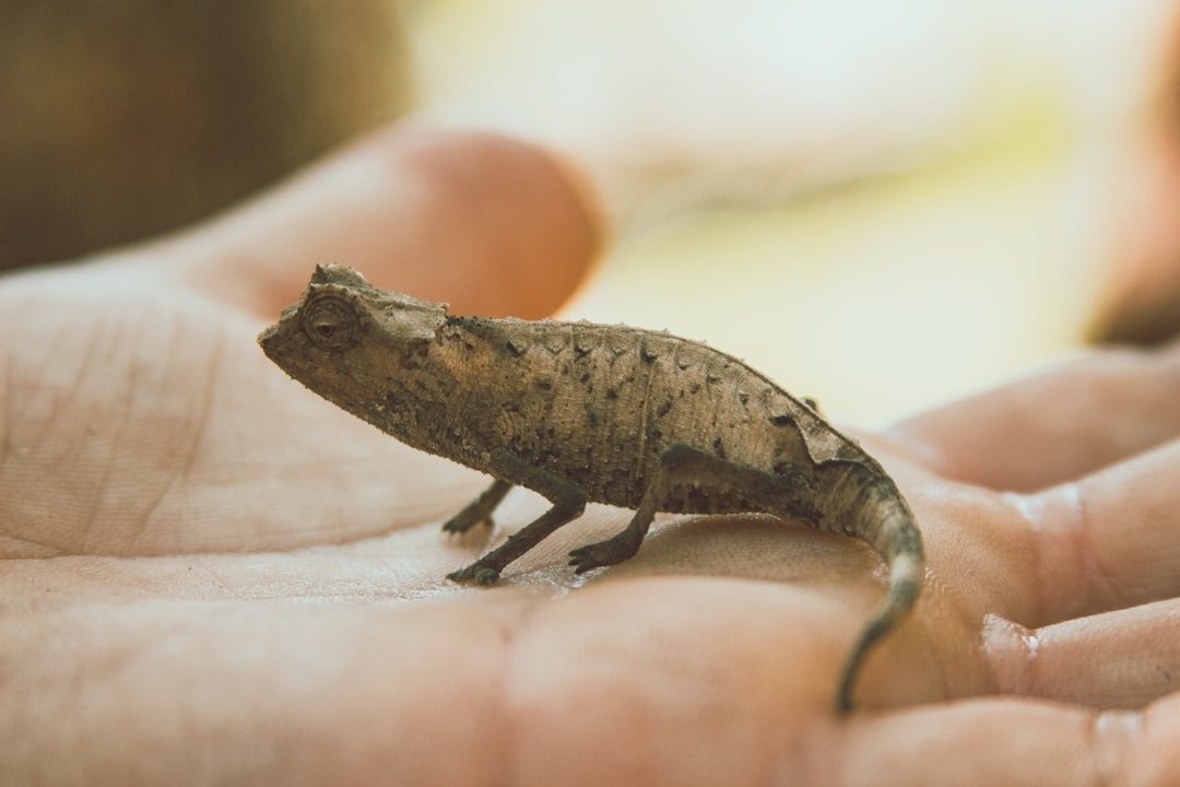 The Nano-Chameleon That Redefined Size Limits (Image Credits: Unsplash)