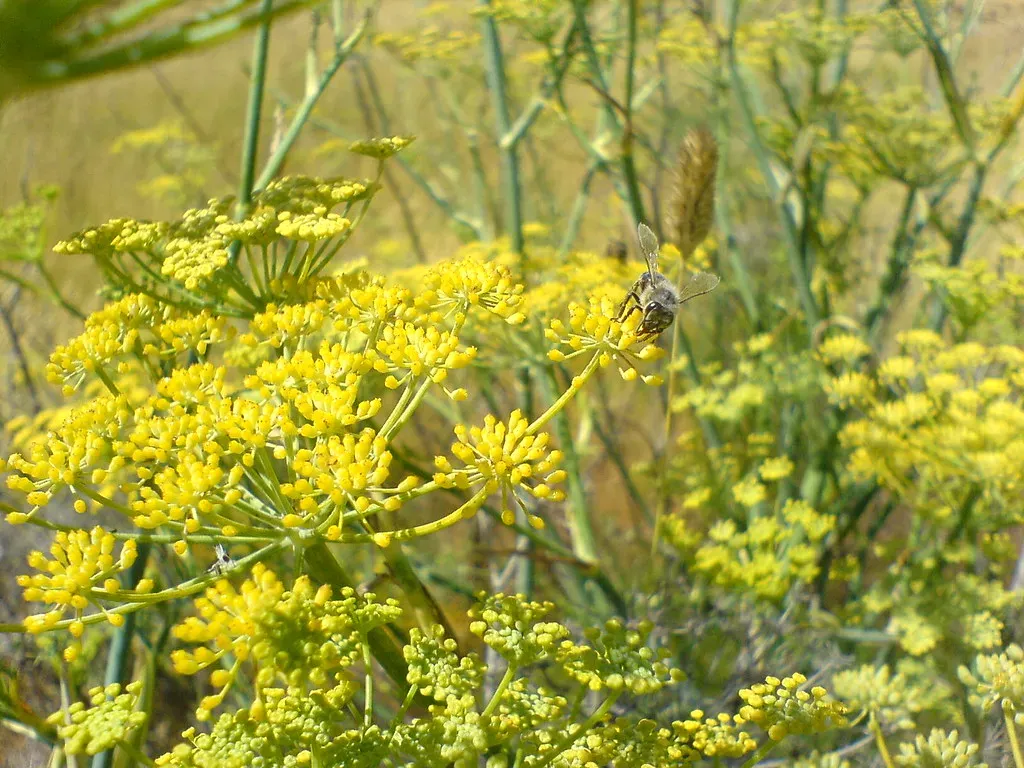 Fennel: The Towering Nectar Source (tracyshaun, Flickr, CC BY-SA 2.0)