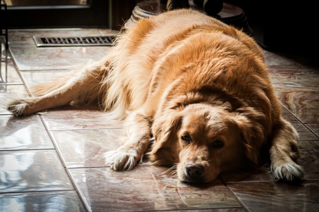 #10 - Letting the Dog Become Overweight (Image Credits: Unsplash)