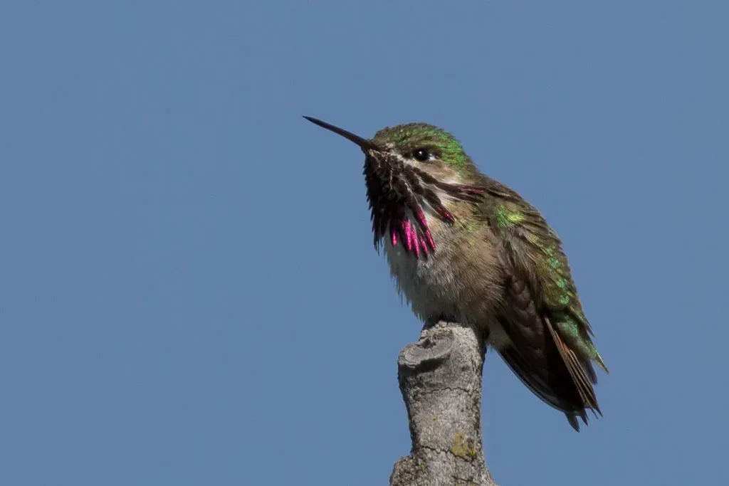 5. Calliope Hummingbird (Selasphorus calliope) (David A Mitchell, Flickr, CC BY 2.0)