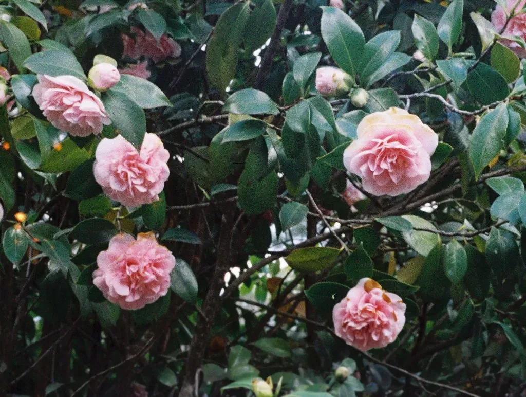 Camellias: Elegant Blooms in Brutal Conditions (Image Credits: Flickr)