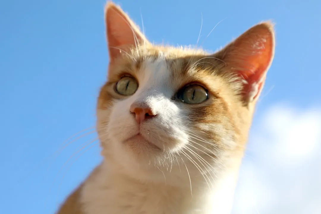 Airplane Ears: The Universal Back Off Signal (Image Credits: Unsplash)
