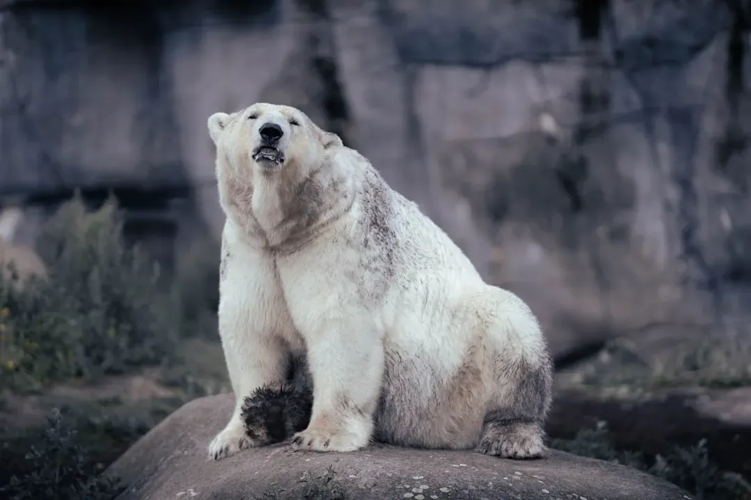 They Can Process Extreme Amounts of Fat Without Health Issues (Image Credits: Unsplash)